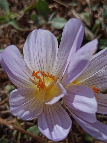 Crocus cappadocicus (Crocus cappadocicus)