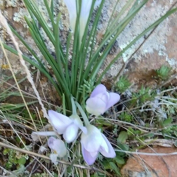 Crocus carpetanus (Crocus carpetanus)