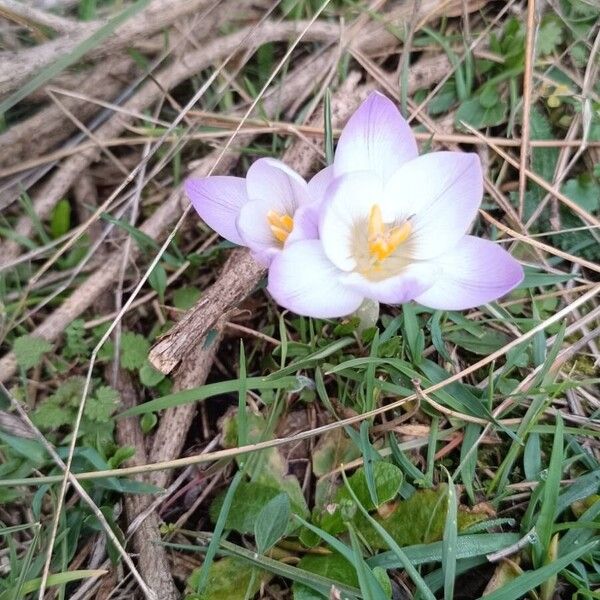 Crocus carpetanus (Crocus carpetanus)