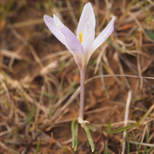Crocus carpetanus (Crocus carpetanus)