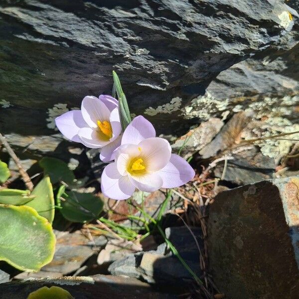 Crocus carpetanus (Crocus carpetanus)