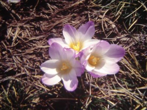 Crocus carpetanus: Crocus carpetanus, foto tomada en Sierra de Gredos, Ávila, España