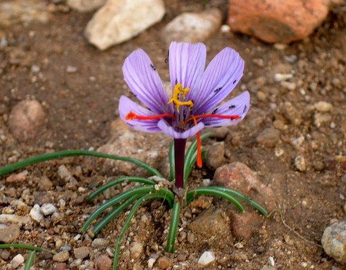 Crocus cartwrightianus (Crocus cartwrightianus)