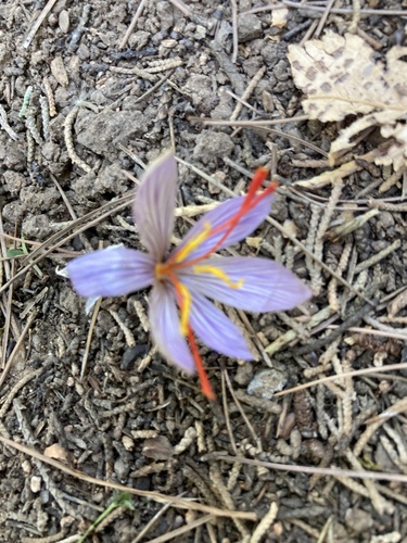 Crocus cartwrightianus (Crocus cartwrightianus)
