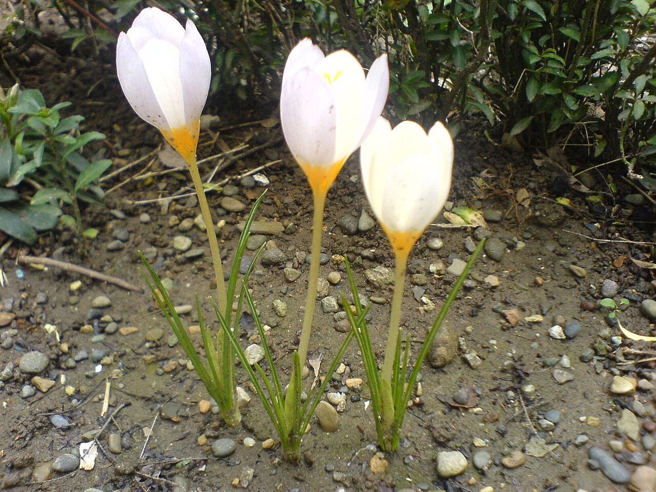 Crocus caspius: Crocus caspius