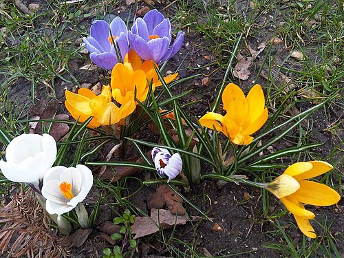 Crocus caspius: Three species of Crocus : Crocus caspius , Crocus vernus and Crocus chrysanthus at Kew Gardens, England.