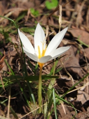 Crocus caspius (Crocus caspius)