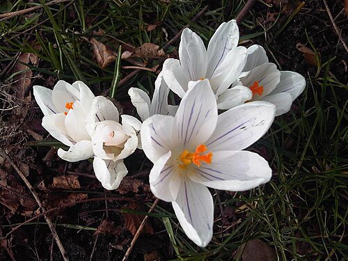 Crocus caspius: Crocus caspius at Kew Gardens, England.