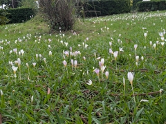 Crocus caspius (Crocus caspius)