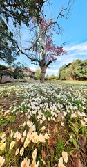 Crocus caspius (Crocus caspius)