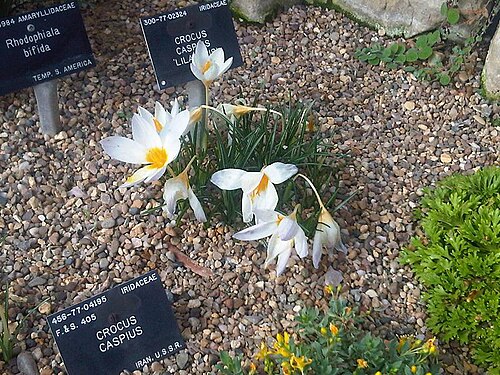 Crocus caspius: Crocus caspius flowers in Kew Gardens, England.