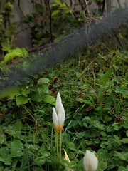 Crocus caspius (Crocus caspius)