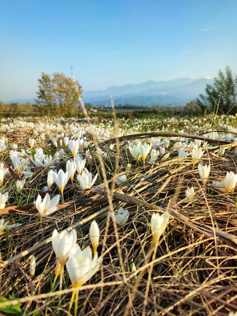Crocus caspius (Crocus caspius)