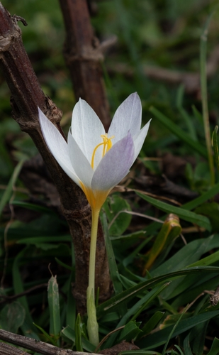 Crocus caspius (Crocus caspius)