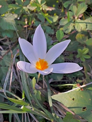 Crocus caspius (Crocus caspius)