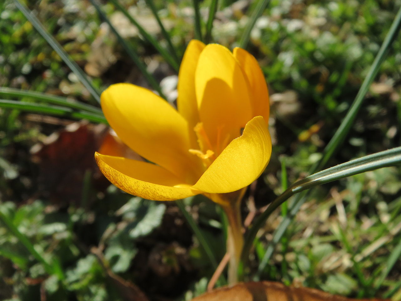 Snow crocus: Kleiner Krokus ( Crocus chrysanthus ) im Landesgartenschaupark Hockenheim