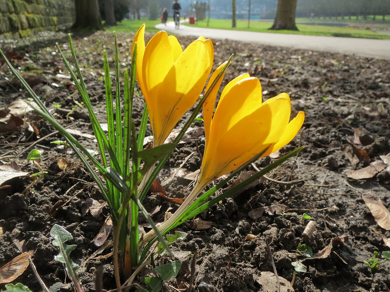 Snow crocus: Kleiner Krokus ( Crocus chrysanthus ) in Saarbrücken
