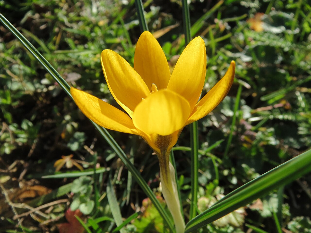 Snow crocus: Kleiner Krokus ( Crocus chrysanthus ) im Landesgartenschaupark Hockenheim