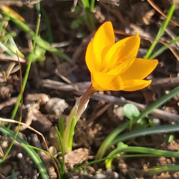 Snow crocus (Crocus chrysanthus)
