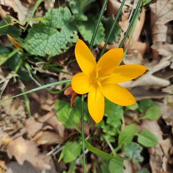 Snow crocus (Crocus chrysanthus)