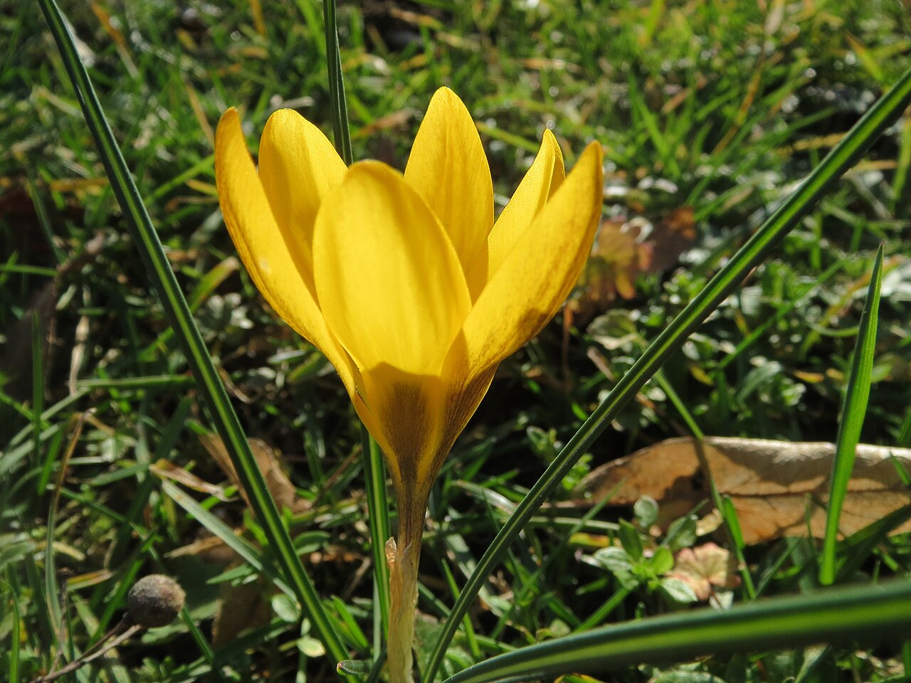 Snow crocus: Kleiner Krokus ( Crocus chrysanthus ) im Landesgartenschaupark Hockenheim