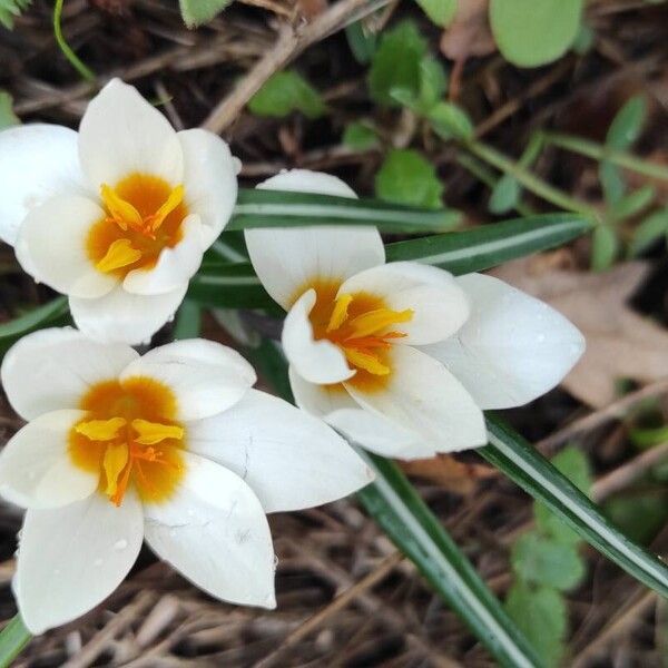 Snow crocus (Crocus chrysanthus)