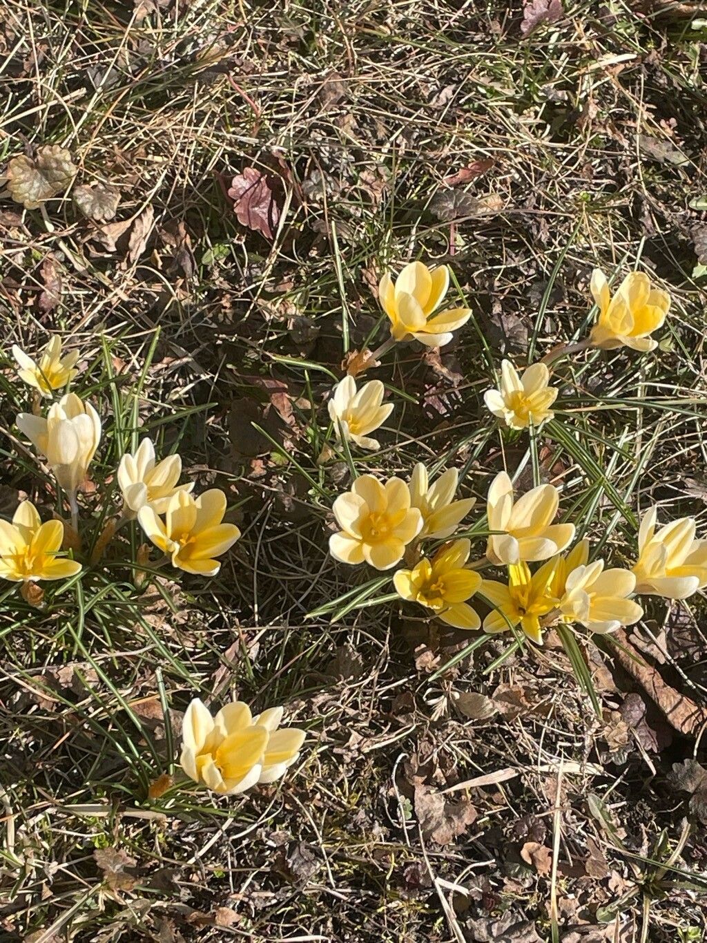 Snow crocus (Crocus chrysanthus)