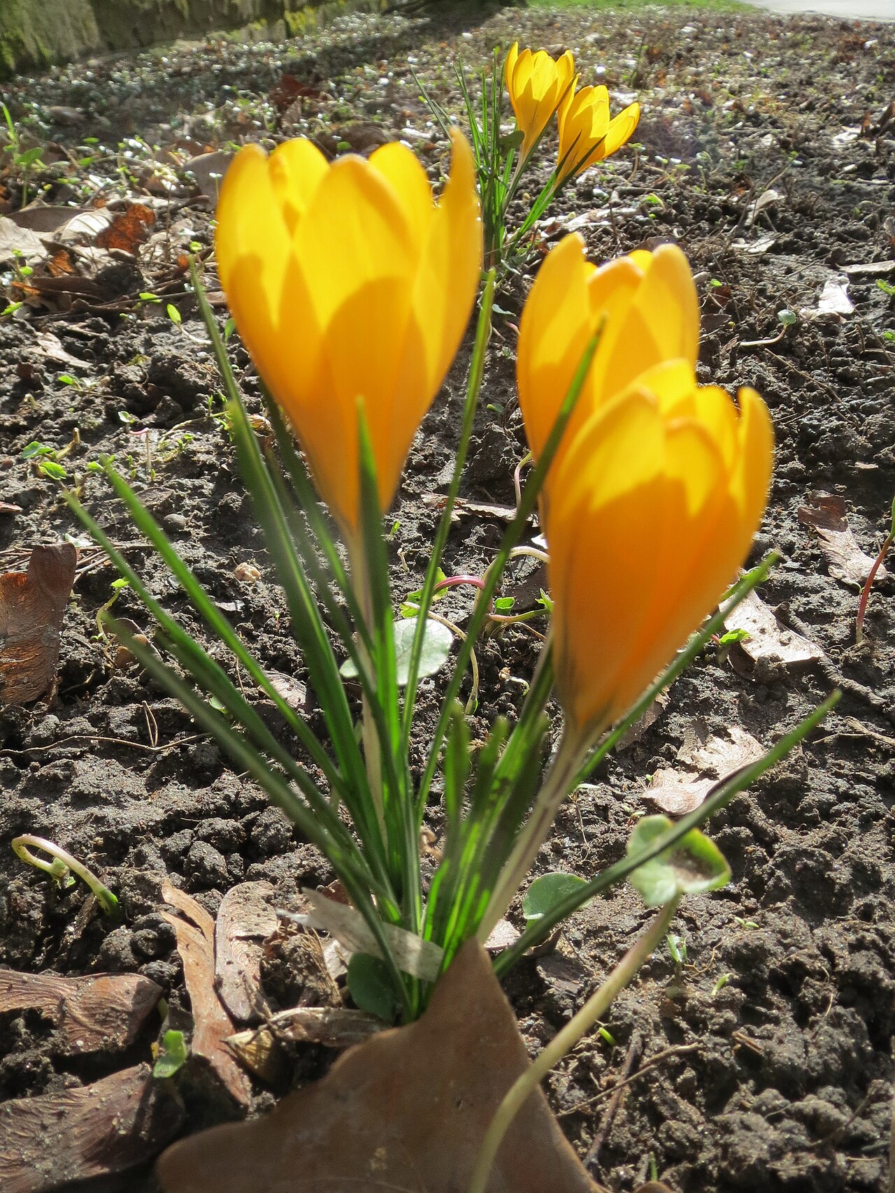 Snow crocus: Kleiner Krokus ( Crocus chrysanthus ) in Saarbrücken