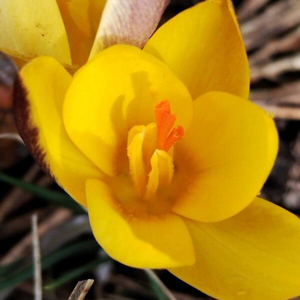 Snow crocus (Crocus chrysanthus)