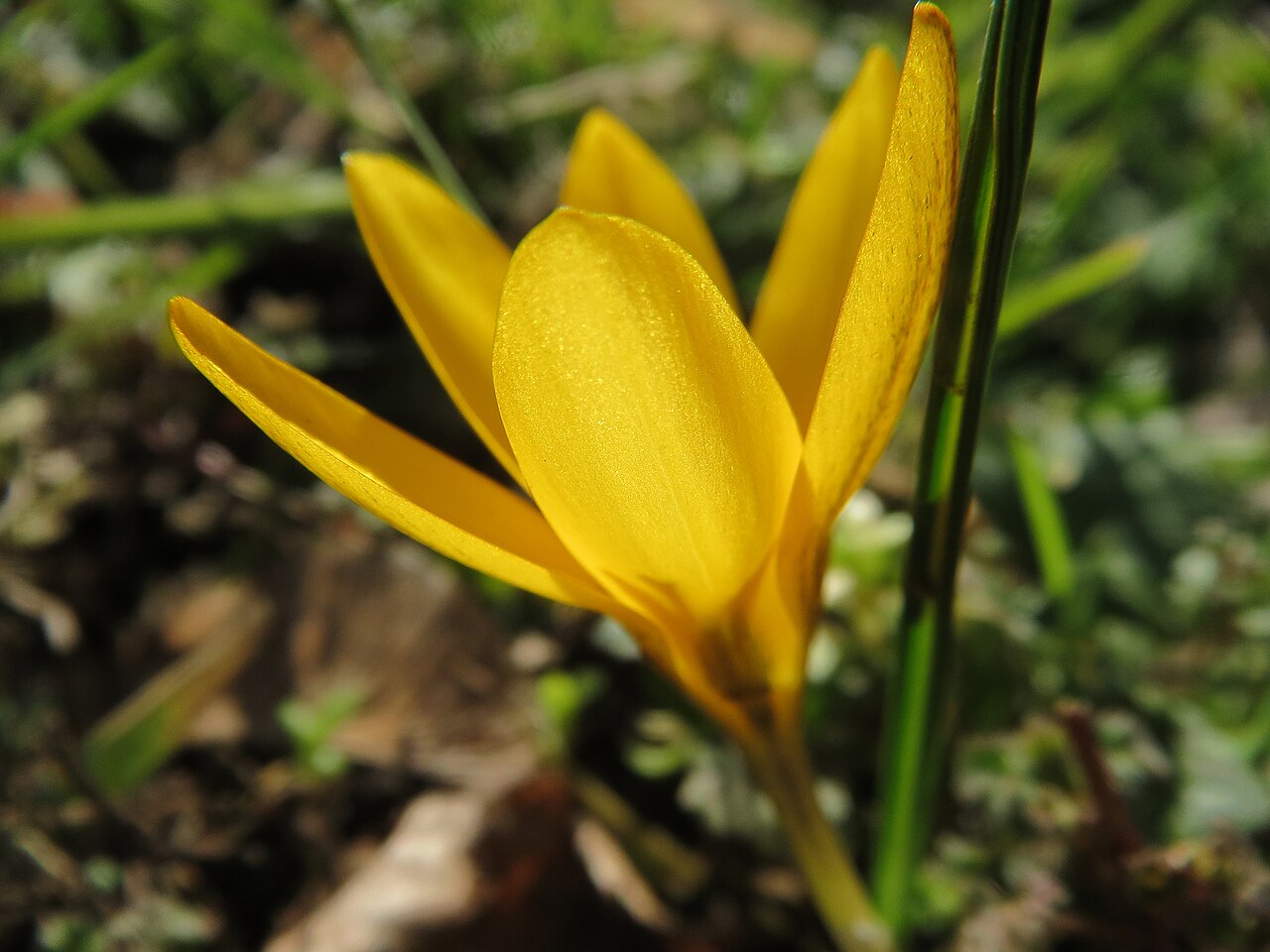 Snow crocus: Kleiner Krokus ( Crocus chrysanthus ) im Landesgartenschaupark Hockenheim