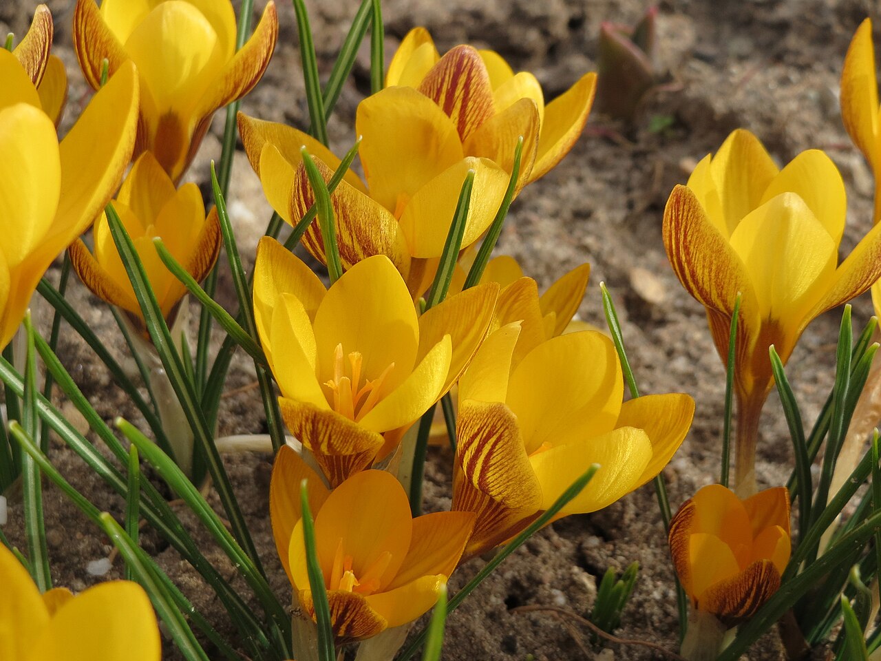 Snow crocus: Kleiner Krokus ( Crocus chrysanthus ) in Hockenheim