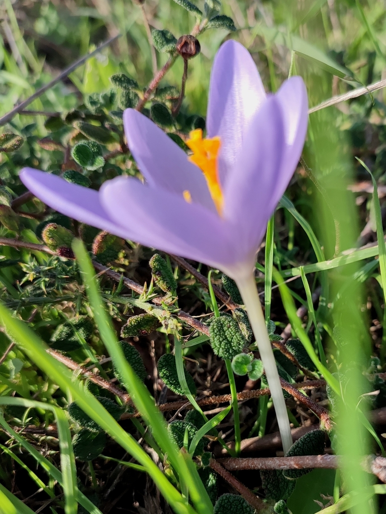 Crocus clusii (Crocus clusii)