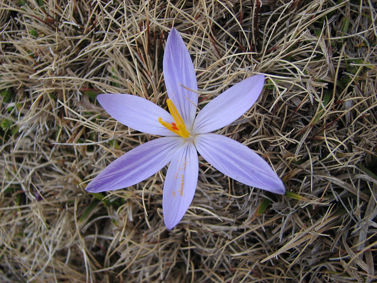 Crocus corsicus (Crocus corsicus)