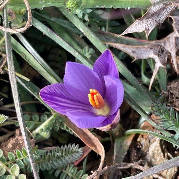 Crocus corsicus (Crocus corsicus)
