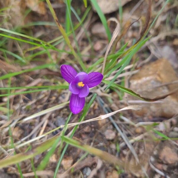 Crocus corsicus (Crocus corsicus)