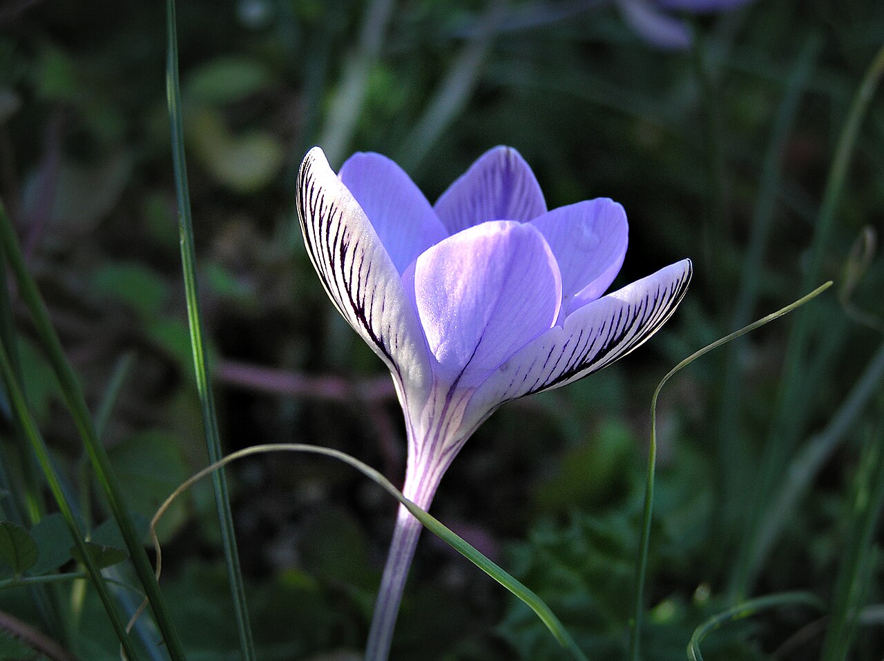 Crocus corsicus: Lavatoggio ( Corse ) - Crocus corsicus février 2006