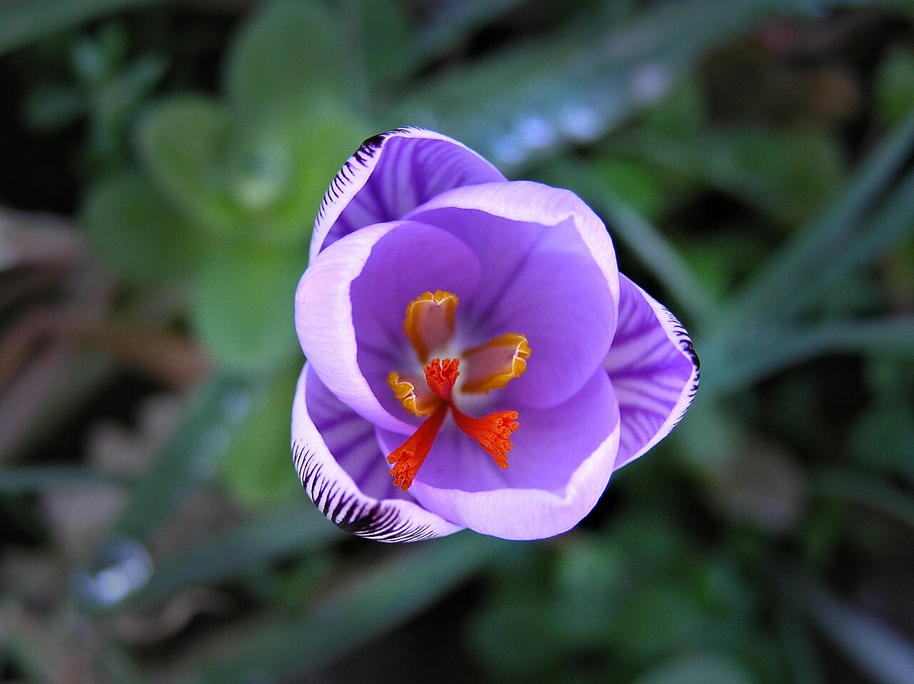 Crocus corsicus: Lavatoggio ( Corse ) - Crocus corsicus Février 2006