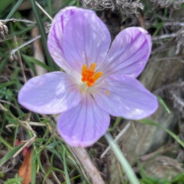 Crocus corsicus (Crocus corsicus)