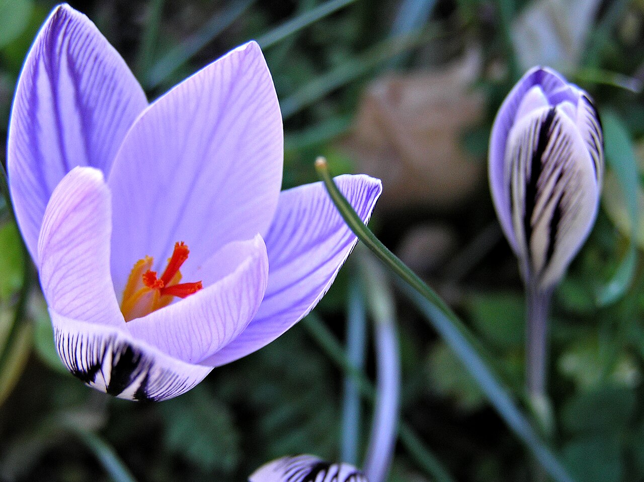 Crocus corsicus: Lavatoggio ( Corse ) - Crocus corsicus février 2006