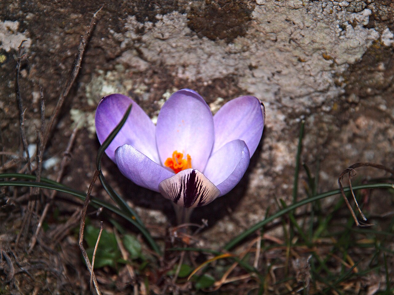 Crocus corsicus: Albertacce ( Corse ) - Crocus corsicus le 6 février 2011