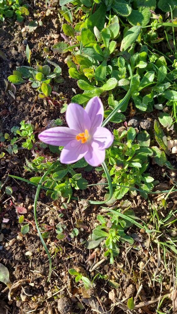 Crocus corsicus (Crocus corsicus)