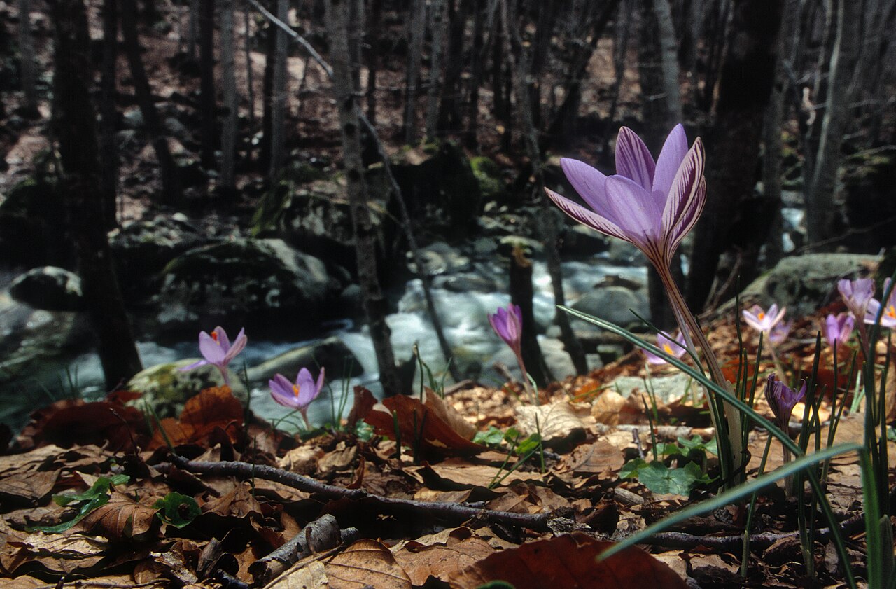 Crocus corsicus: Wild Crocus corsicus growing in forests at Vizzavona, Corsica