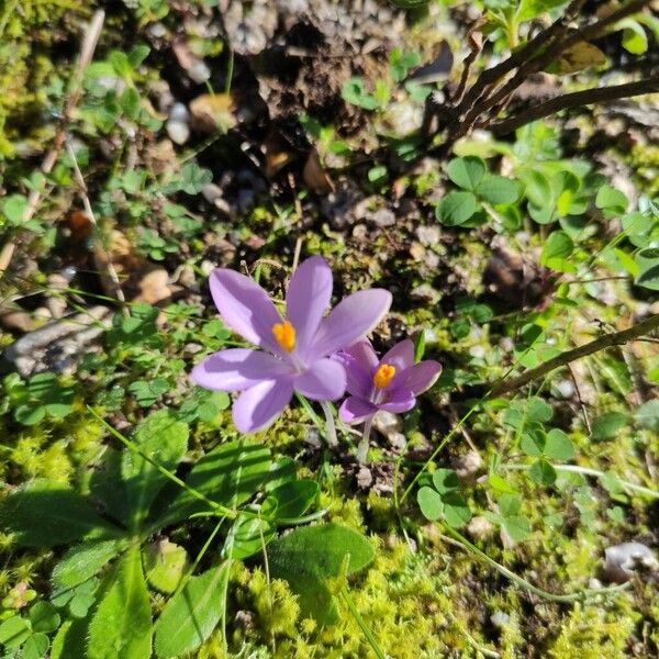 Crocus corsicus (Crocus corsicus)