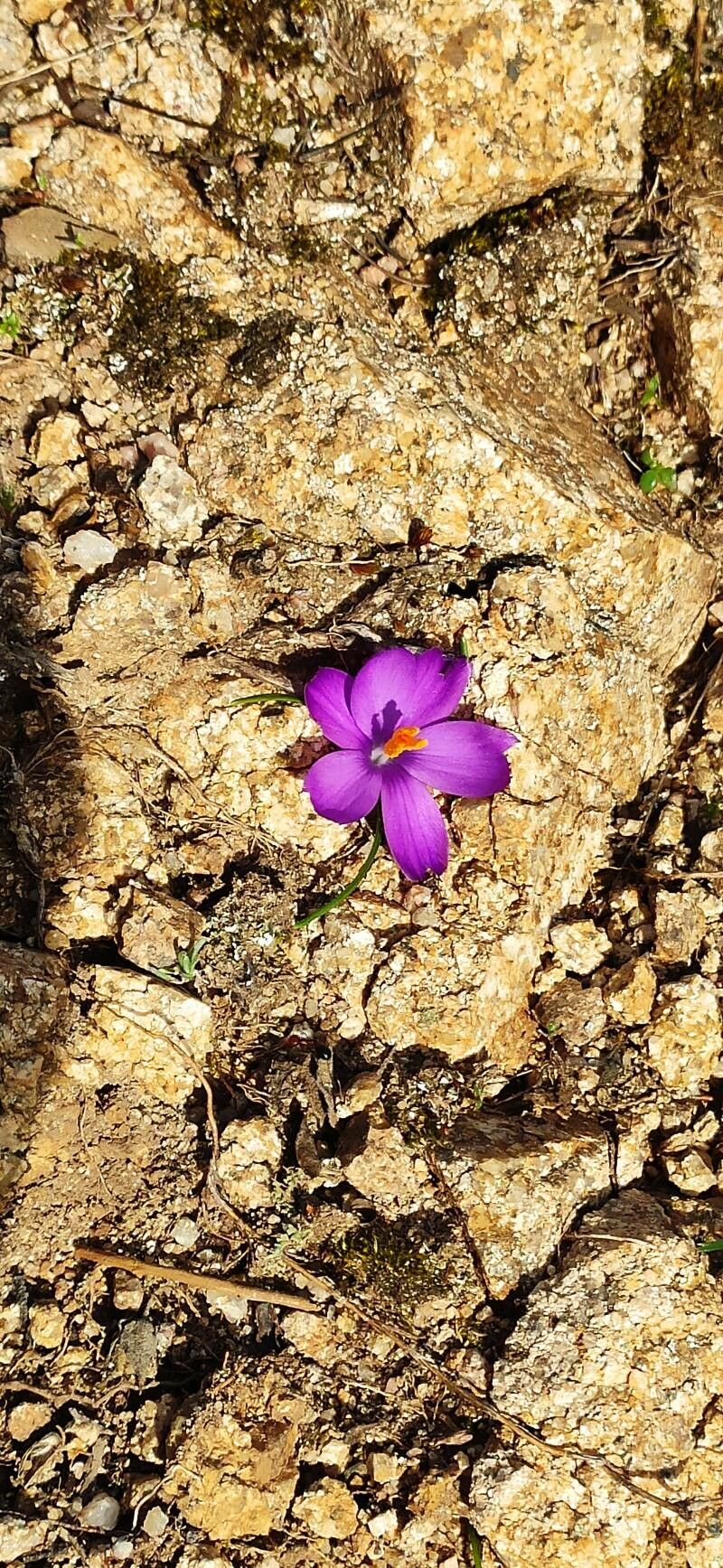 Crocus corsicus (Crocus corsicus)