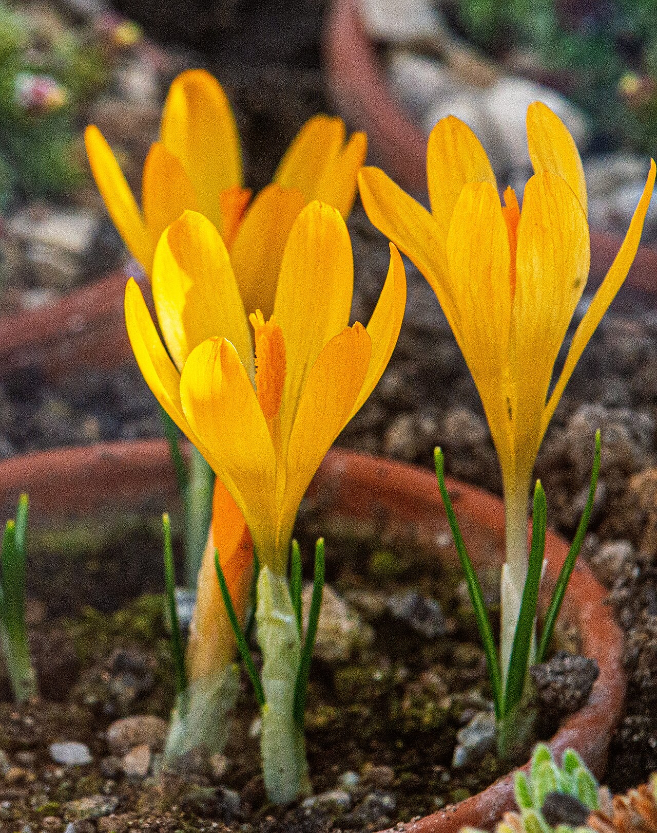 Crocus cvijicii: Crocus cvijicii im Botanischen Garten München