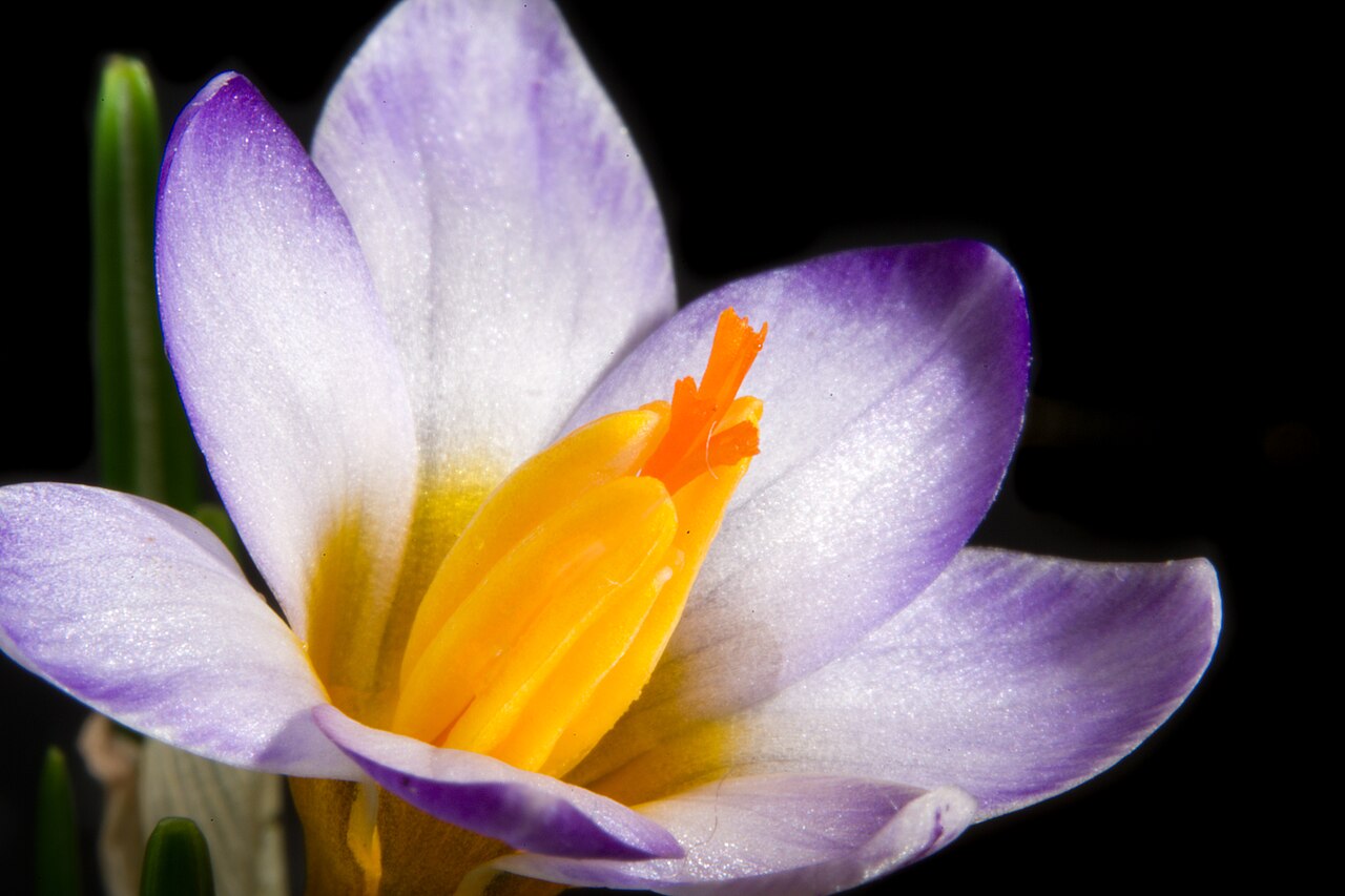 Crocus cyprius: Plant derived from Chionistra (Olympus), Troödos Mountains, Cyprus Taxonomy Family アヤメ科 Iridaceae Subfamily クロッカス亜科 Crocoideae Tribe Ixieae Genus クロッカス属 Crocus