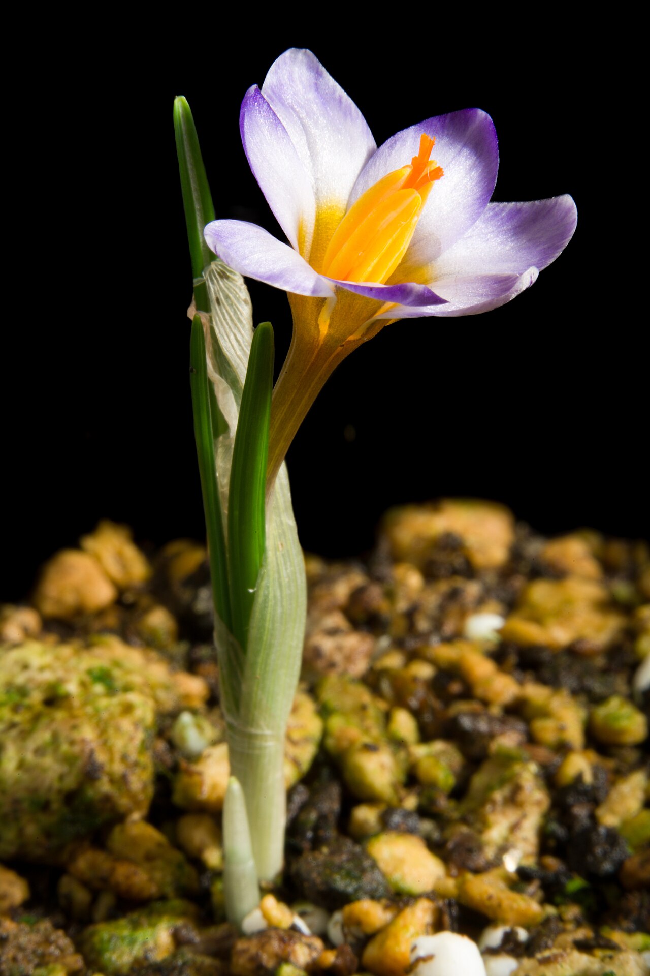 Crocus cyprius: Plant derived from Chionistra (Olympus), Troödos Mountains, Cyprus Taxonomy Family アヤメ科 Iridaceae Subfamily クロッカス亜科 Crocoideae Tribe Ixieae Genus クロッカス属 Crocus