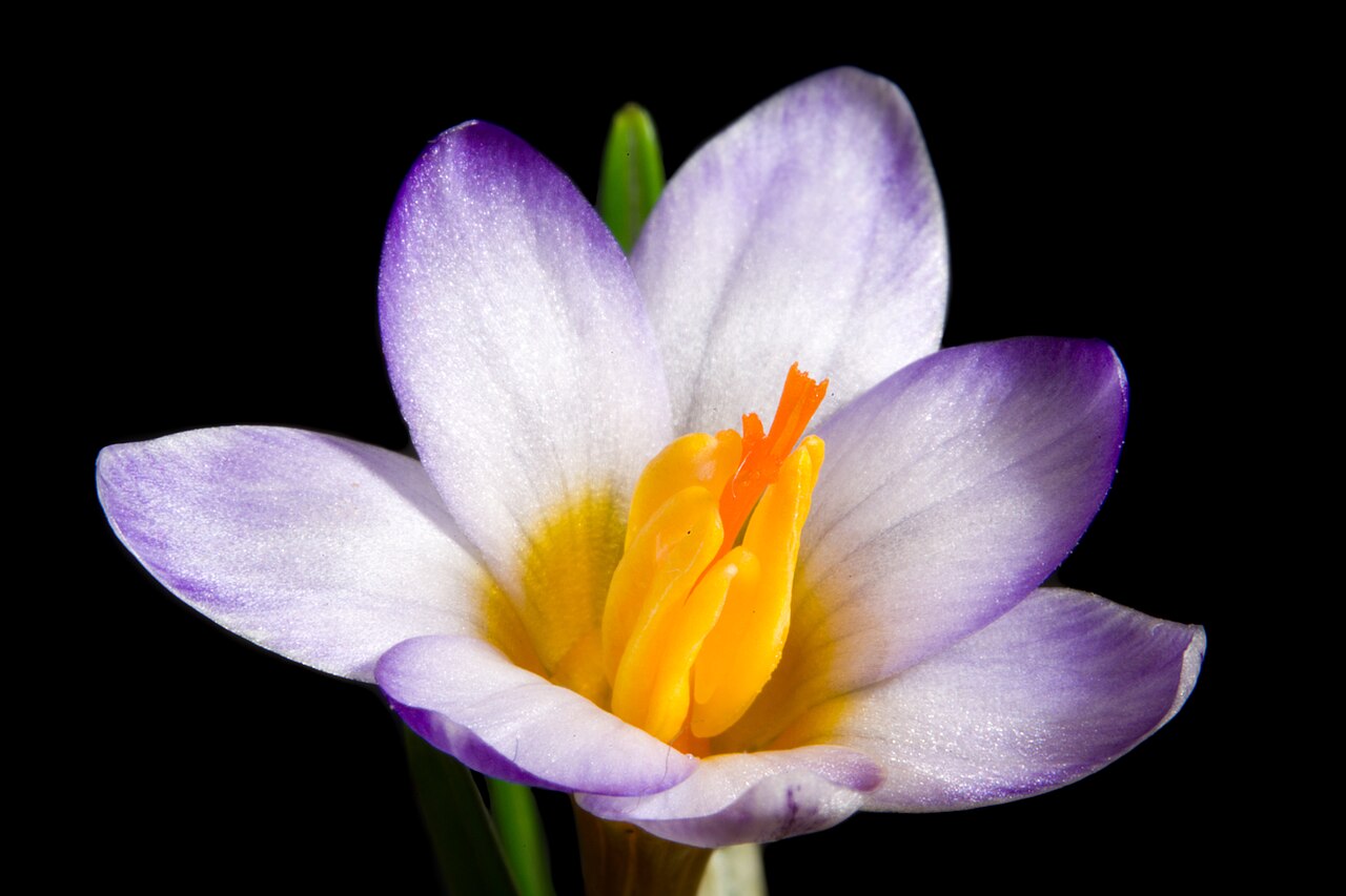 Crocus cyprius: Plant derived from Chionistra (Olympus), Troödos Mountains, Cyprus Taxonomy Family アヤメ科 Iridaceae Subfamily クロッカス亜科 Crocoideae Tribe Ixieae Genus クロッカス属 Crocus