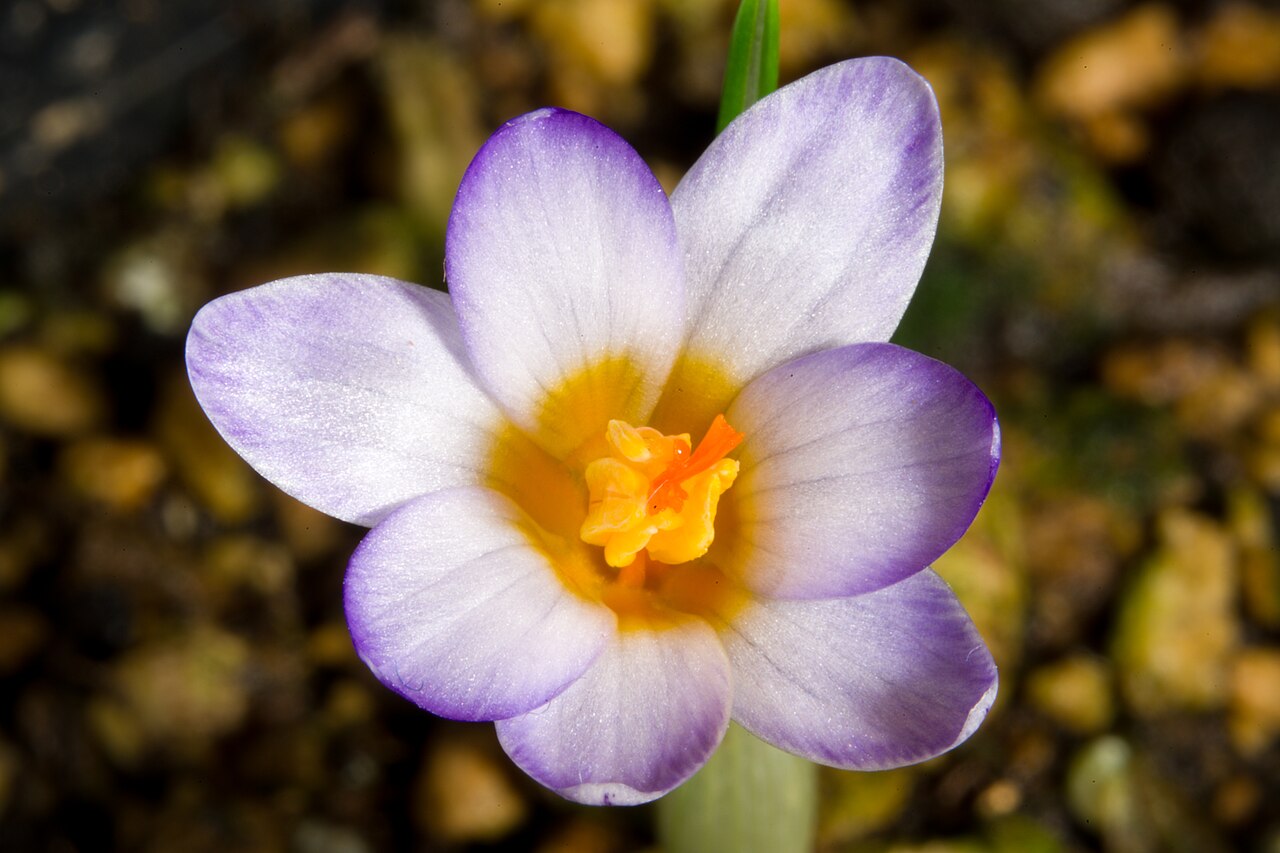 Crocus cyprius: Plant derived from Chionistra (Olympus), Troödos Mountains, Cyprus Taxonomy Family アヤメ科 Iridaceae Subfamily クロッカス亜科 Crocoideae Tribe Ixieae Genus クロッカス属 Crocus