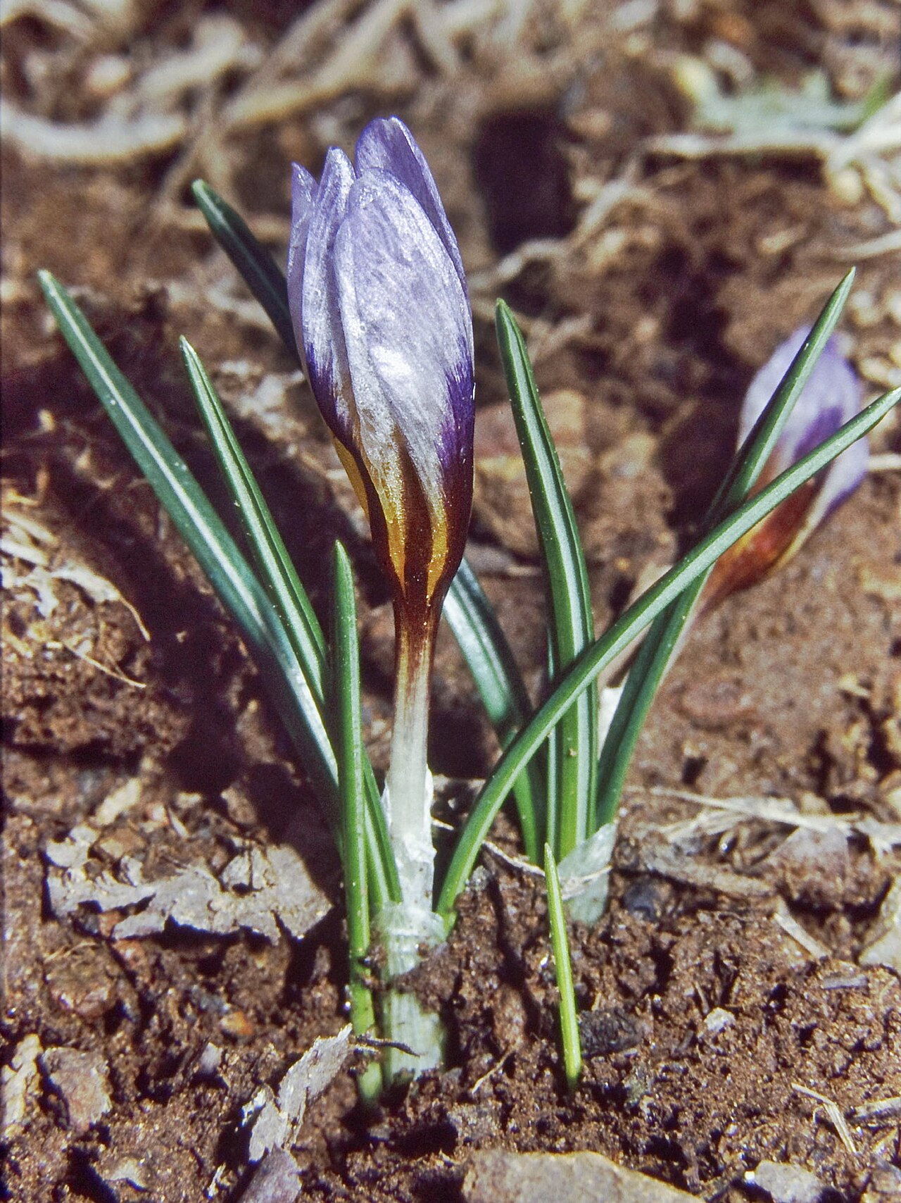 Crocus cyprius: Crocus cyprius , in habitat on open hillside, Mount Olympus, Troodos Mountains, Cyprus